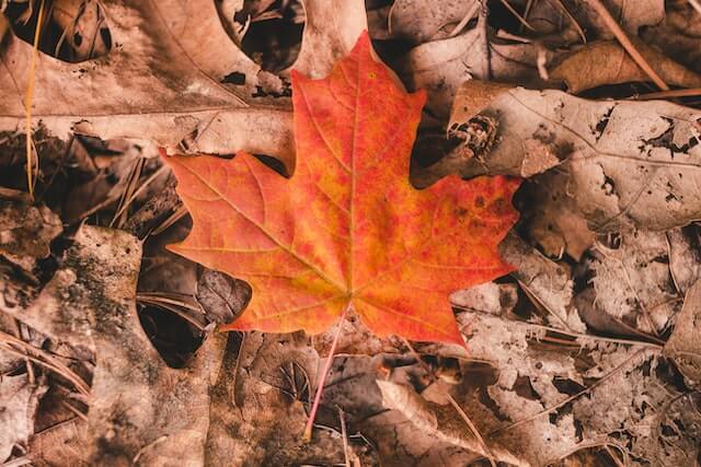 Feuilles mortes accumulées dans une gouttière